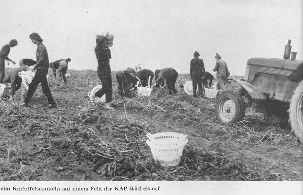 Beim Kartoffelsammeln auf einem Feld der KAP Köchelsdorf